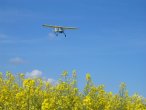 Eine Wilga im Anflug
